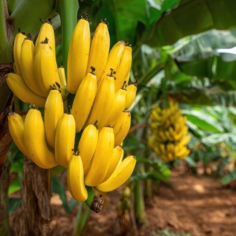 Bananas